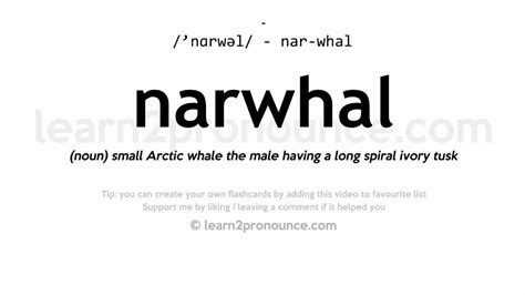 narwhal pronunciation|define narwhals.